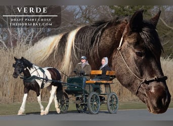 American Paint Horse, Jument, 5 Ans, 152 cm, Noir