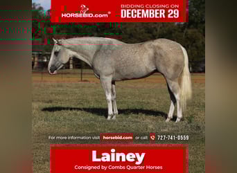 American Paint Horse, Jument, 5 Ans, 155 cm, Palomino