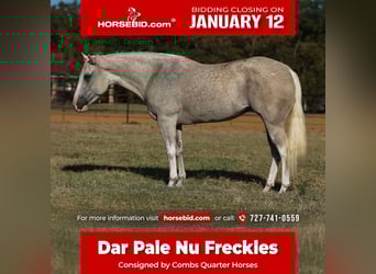 American Paint Horse, Jument, 5 Ans, 155 cm, Palomino