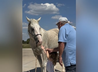 American Paint Horse, Jument, 5 Ans, 155 cm