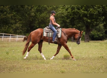 American Paint Horse, Jument, 5 Ans, Alezan brûlé