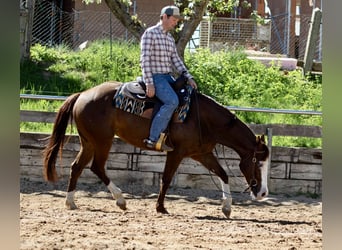 American Paint Horse, Jument, 5 Ans, Alezan