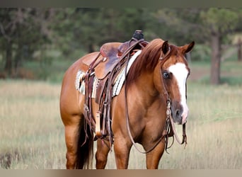 American Paint Horse, Jument, 5 Ans, Alezan dun