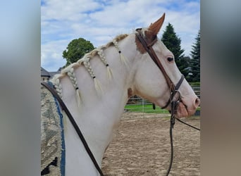 American Paint Horse, Jument, 6 Ans, 146 cm, Overo-toutes couleurs