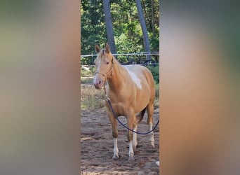 American Paint Horse, Jument, 6 Ans, 150 cm, Champagne