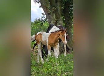 American Paint Horse, Jument, 6 Ans, 150 cm, Champagne
