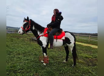 American Paint Horse, Jument, 6 Ans, 152 cm, Overo-toutes couleurs