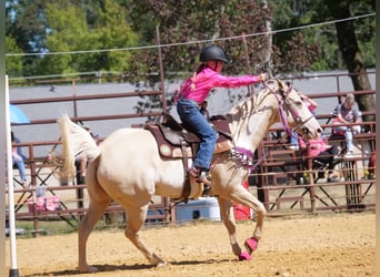 American Paint Horse, Jument, 6 Ans, 152 cm