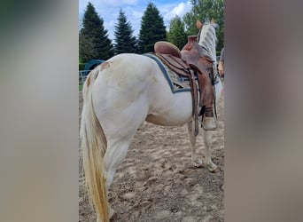 American Paint Horse, Jument, 6 Ans, 153 cm, Overo-toutes couleurs