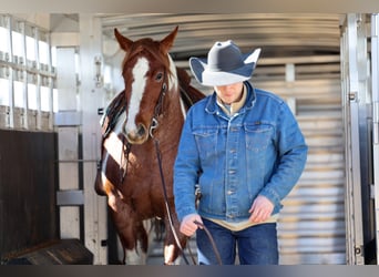 American Paint Horse, Jument, 6 Ans, 160 cm, Rouan Rouge