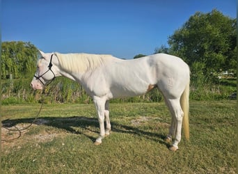 American Paint Horse, Jument, 6 Ans, Tovero-toutes couleurs