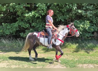 American Paint Horse, Jument, 7 Ans, 150 cm, Overo-toutes couleurs