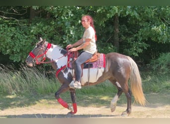 American Paint Horse, Jument, 7 Ans, 150 cm, Overo-toutes couleurs