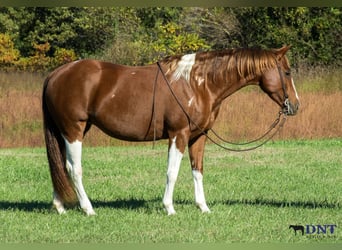 American Paint Horse, Jument, 7 Ans, 150 cm, Pinto