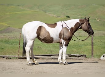 American Paint Horse, Jument, 7 Ans, 152 cm, Grullo