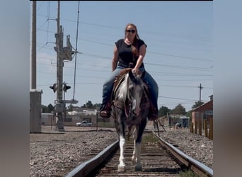 American Paint Horse, Jument, 7 Ans, 152 cm, Pinto