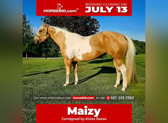 American Paint Horse, Jument, 7 Ans, Pinto