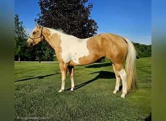 American Paint Horse, Jument, 7 Ans, Pinto