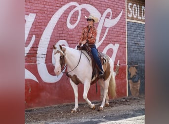 American Paint Horse, Jument, 7 Ans, Pinto