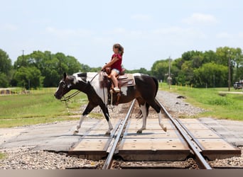 American Paint Horse, Jument, 8 Ans, 142 cm, Pinto