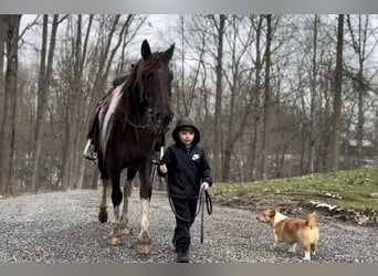 American Paint Horse, Jument, 8 Ans, 147 cm, Tobiano-toutes couleurs