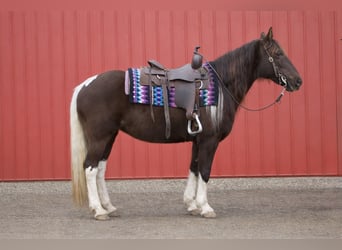 American Paint Horse, Jument, 8 Ans, 147 cm, Tobiano-toutes couleurs