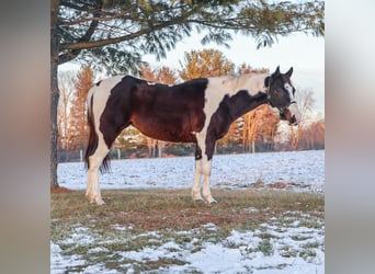 American Paint Horse, Jument, 8 Ans, 147 cm, Tobiano-toutes couleurs