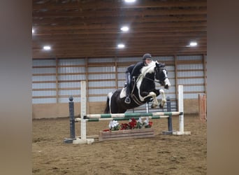 American Paint Horse, Jument, 8 Ans, 147 cm, Tobiano-toutes couleurs