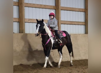 American Paint Horse, Jument, 8 Ans, 147 cm, Tobiano-toutes couleurs