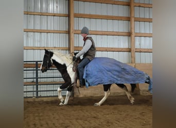 American Paint Horse, Jument, 8 Ans, 147 cm