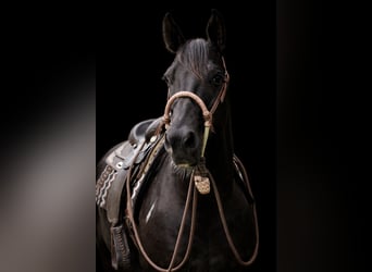 American Paint Horse, Jument, 8 Ans, 148 cm, Tobiano-toutes couleurs
