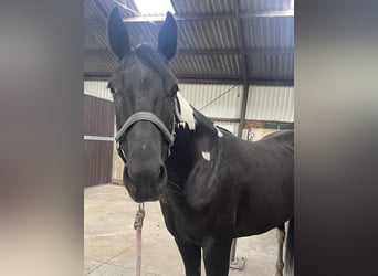 American Paint Horse, Jument, 8 Ans, 148 cm, Tobiano-toutes couleurs