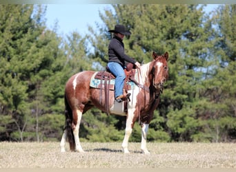 American Paint Horse, Jument, 8 Ans, 150 cm, Pinto