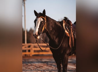 American Paint Horse, Jument, 8 Ans, 152 cm, Overo-toutes couleurs