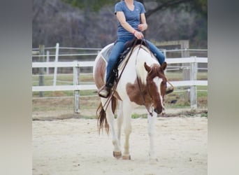 American Paint Horse, Jument, 8 Ans, 157 cm, Rouan Rouge