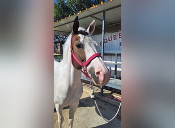 American Paint Horse Croisé, Jument, 9 Ans, 145 cm, Tobiano-toutes couleurs