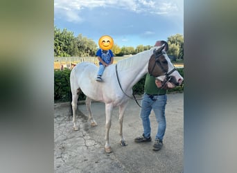 American Paint Horse Croisé, Jument, 9 Ans, 145 cm, Tobiano-toutes couleurs