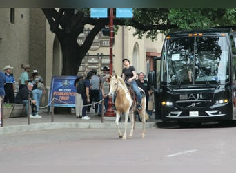American Paint Horse, Jument, 9 Ans, 150 cm, Palomino