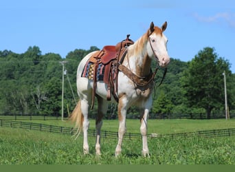 American Paint Horse, Jument, 9 Ans, 152 cm, Overo-toutes couleurs
