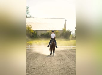 American Paint Horse, Jument, 9 Ans, 157 cm, Noir