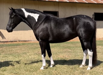 American Paint Horse Croisé, Jument, 9 Ans, Pinto