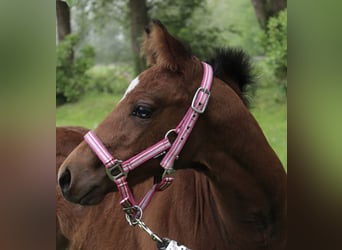 American Paint Horse, Jument, Poulain (03/2026), 148 cm, Bai