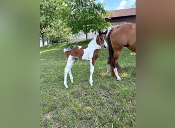 American Paint Horse, Jument, Poulain (05/2026), 148 cm, Tobiano-toutes couleurs