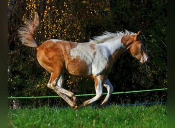 American Paint Horse, Jument, Poulain (05/2025), 150 cm, Champagne