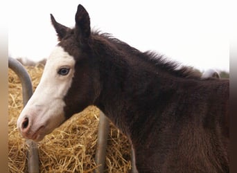 American Paint Horse, Jument, Poulain (03/2026), 150 cm, Overo-toutes couleurs