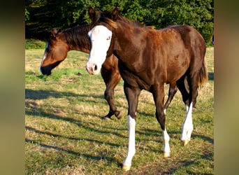 American Paint Horse, Jument, Poulain (03/2026), 150 cm, Overo-toutes couleurs
