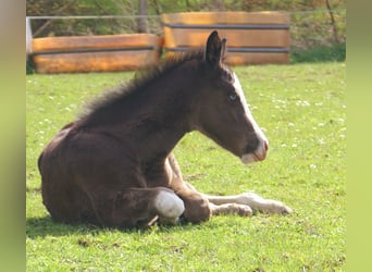 American Paint Horse, Jument, Poulain (03/2026), 150 cm, Overo-toutes couleurs