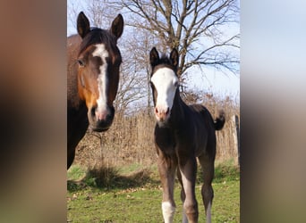 American Paint Horse, Jument, Poulain (03/2026), 150 cm, Overo-toutes couleurs