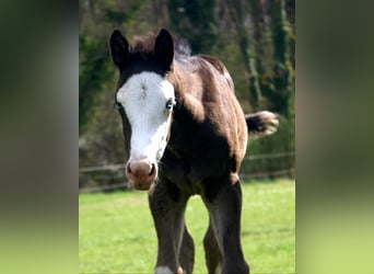 American Paint Horse, Jument, Poulain (03/2026), 150 cm, Overo-toutes couleurs