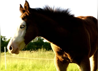 American Paint Horse, Jument, Poulain (03/2026), 150 cm, Overo-toutes couleurs